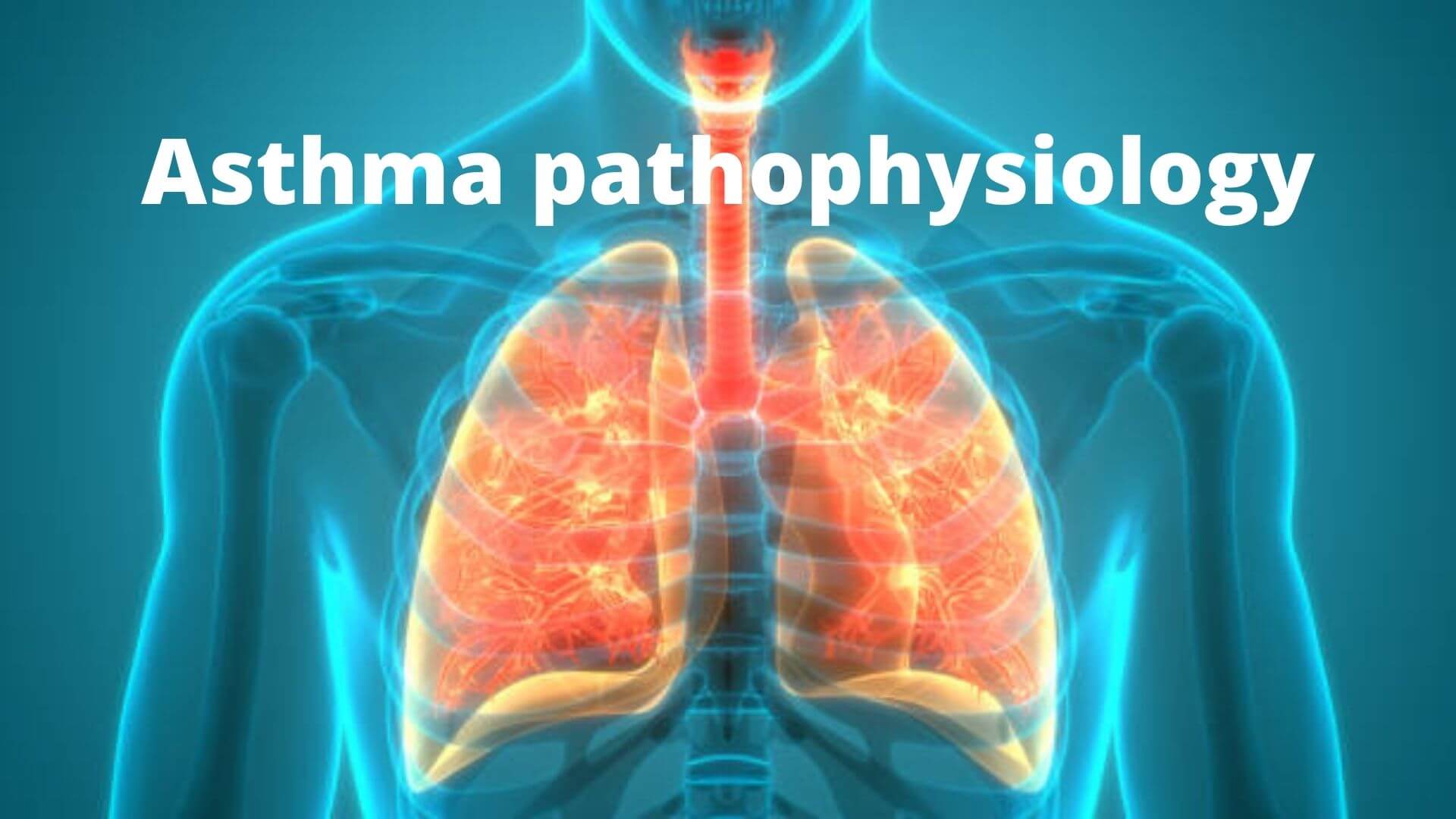 Asthma pathophysiology